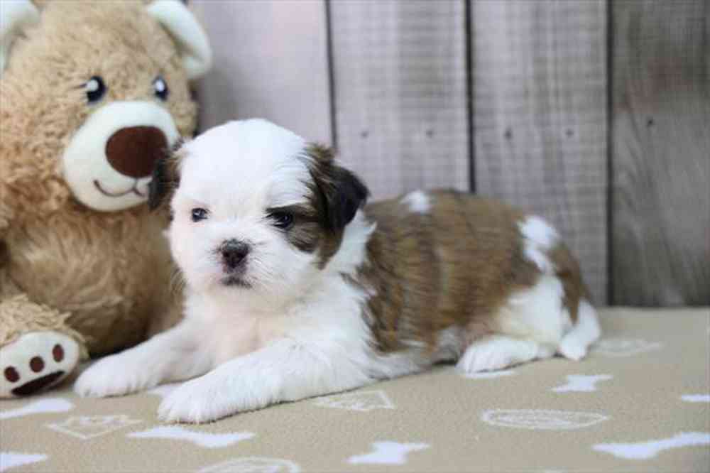 carousel pet images
