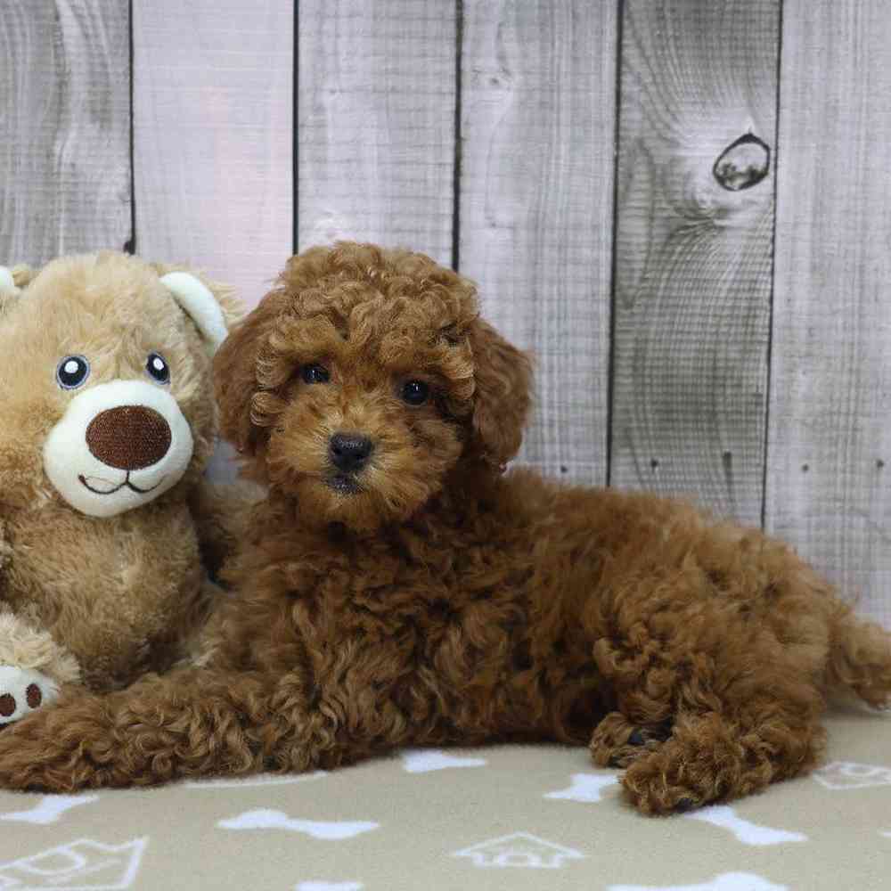 Female Mini Poodle Puppy for Sale in Millersburg, IN
