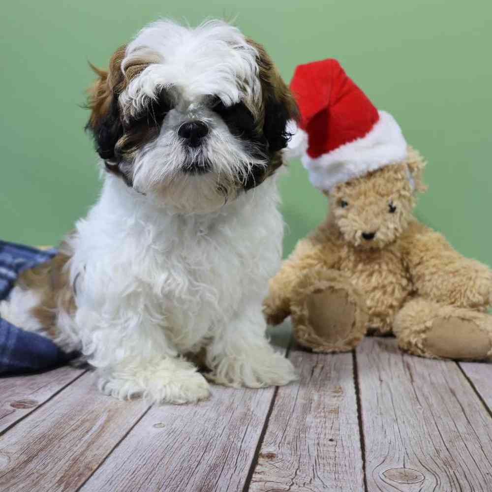 carousel pet images