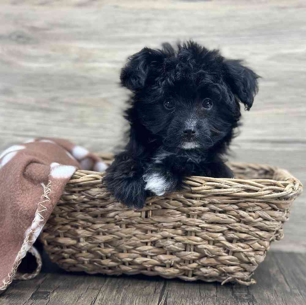 Male Papillon-Toy Poodle Puppy for Sale in Millersburg, IN