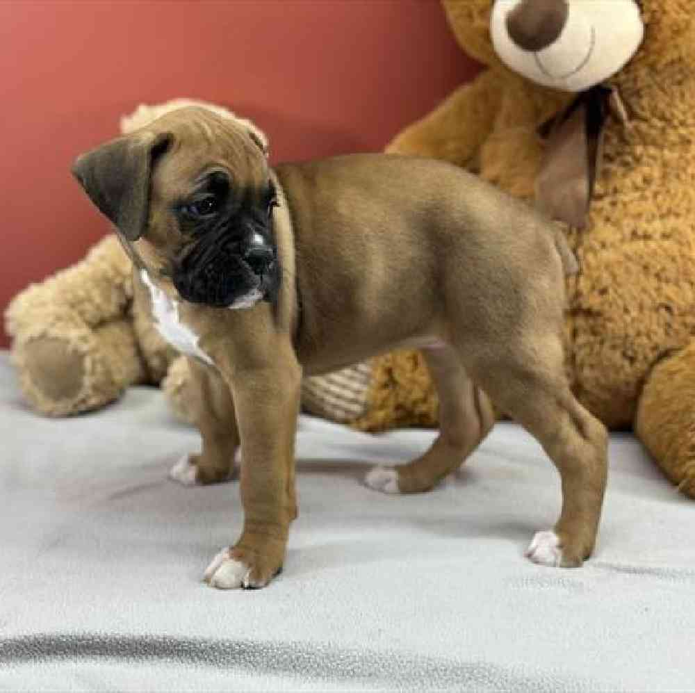 carousel pet images