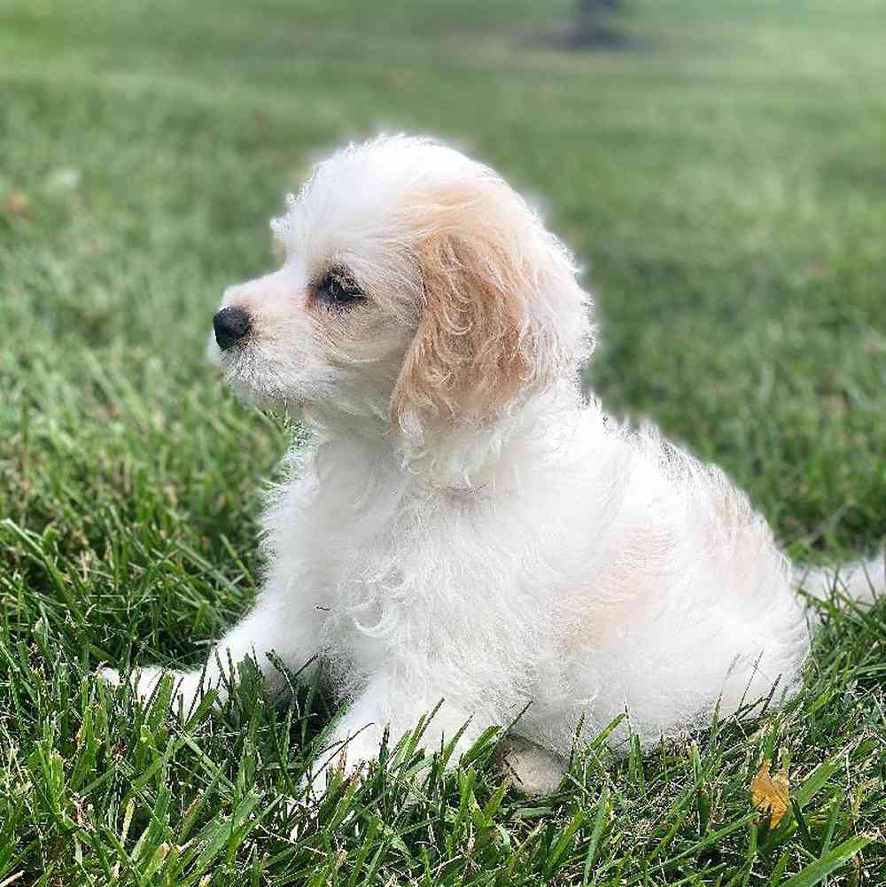 carousel pet images