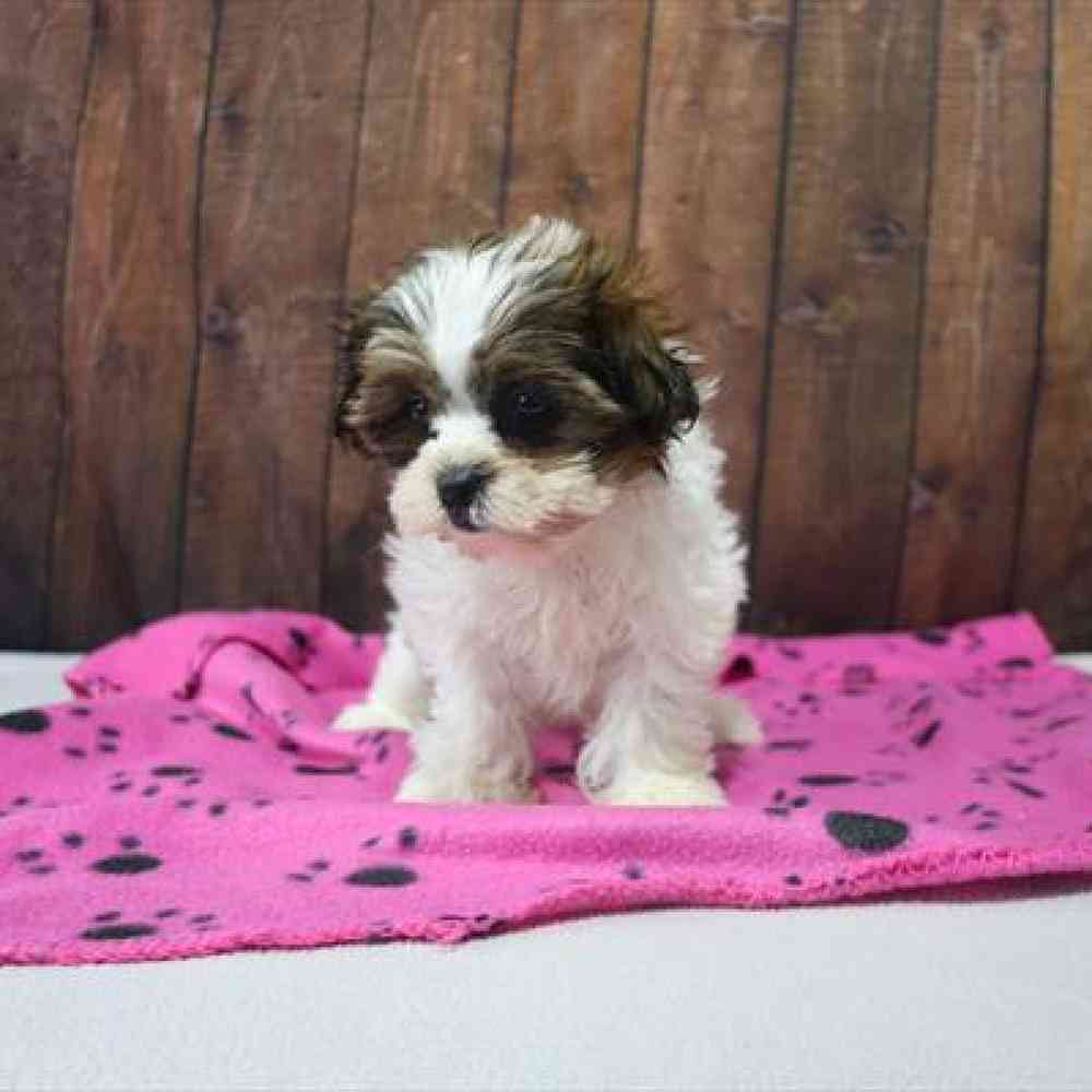 carousel pet images