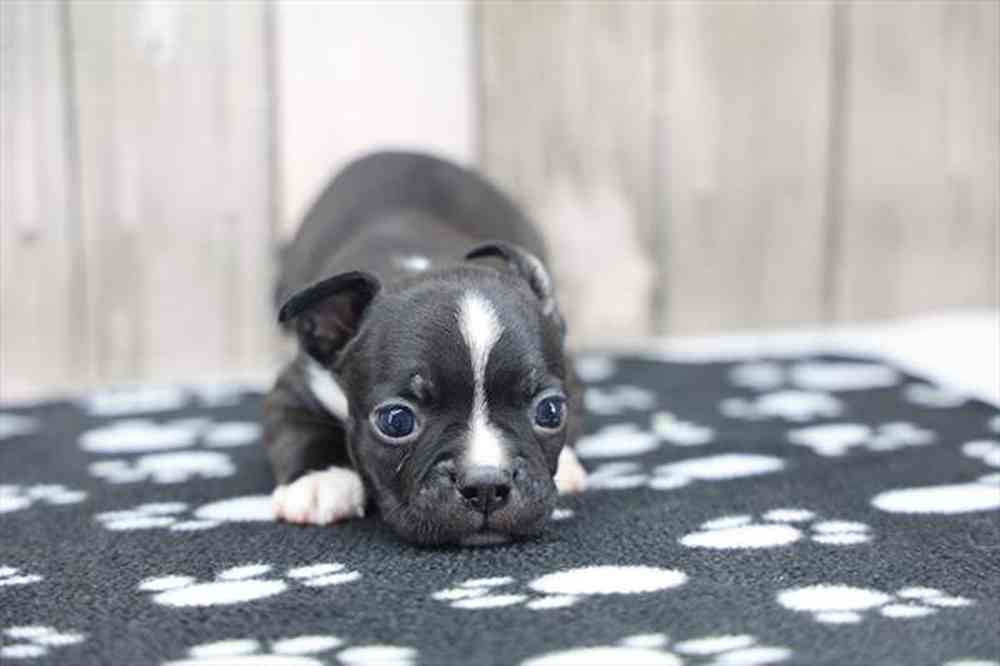 pet-img