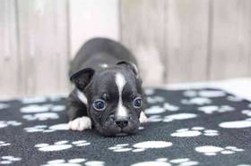 Boston Terrier