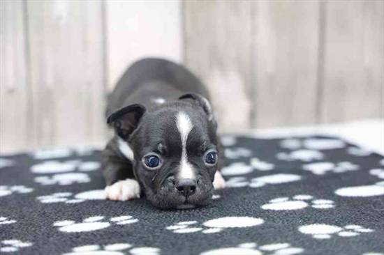 Boston Terrier