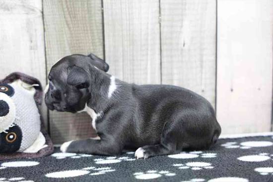 Boston Terrier
