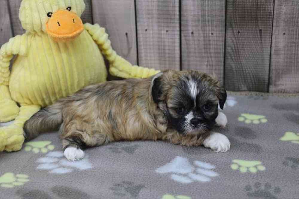 carousel pet images