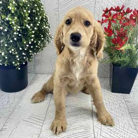 Dakota Sport Retriever