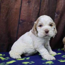 Cocker Spaniel