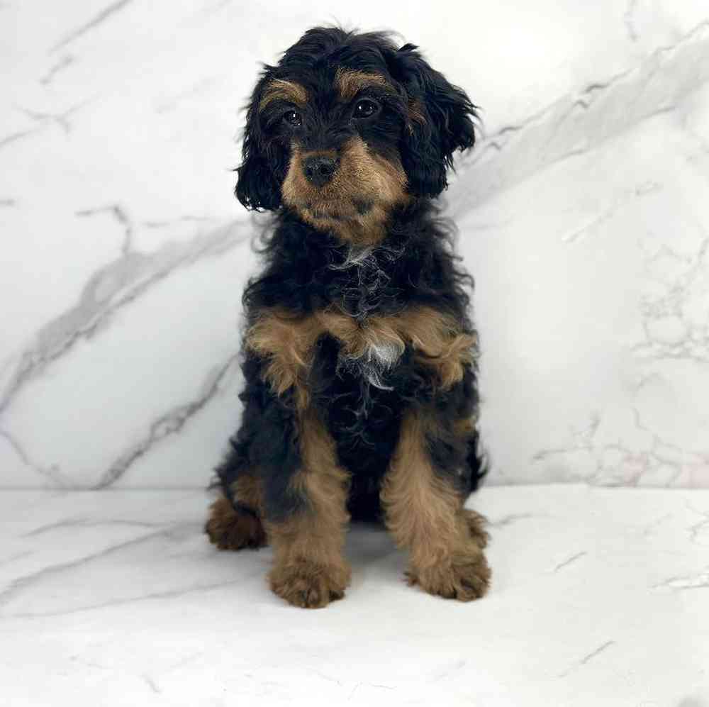 Female Cavapoo Puppy for Sale in Millersburg, IN