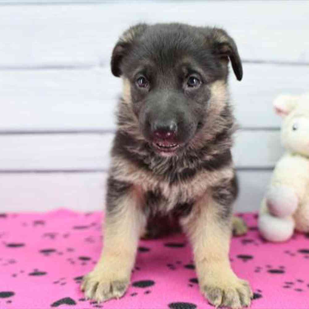 Image of a pet breed in the gallery