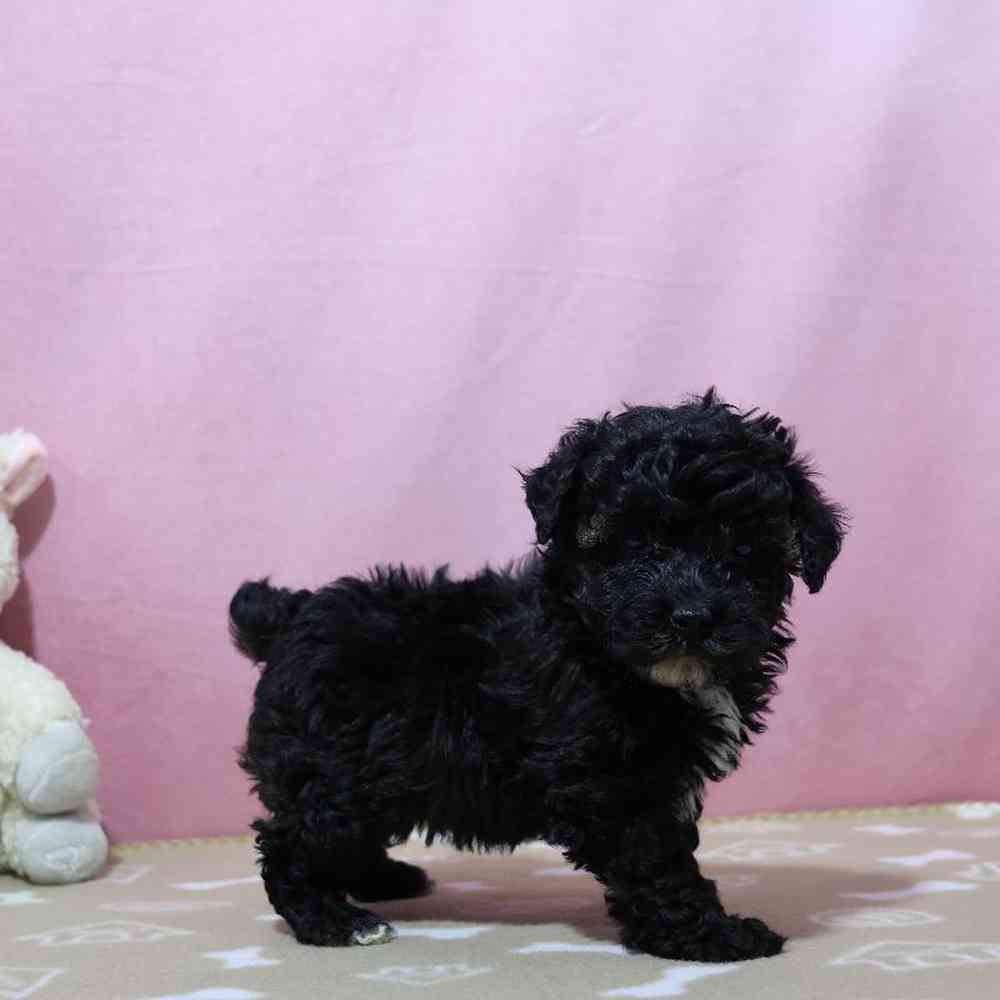 Female Mini Poodle Puppy for Sale in Millersburg, IN