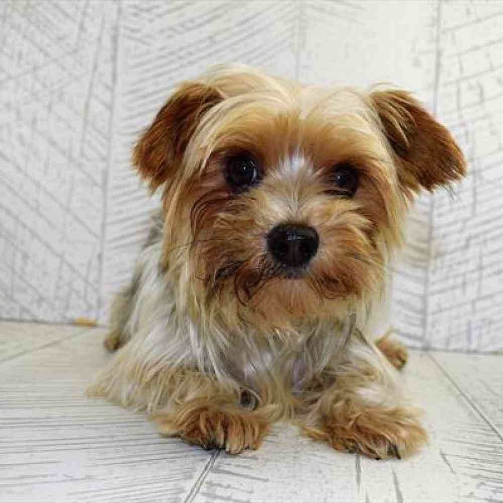 Male Yorkie Puppy for Sale in Millersburg, IN