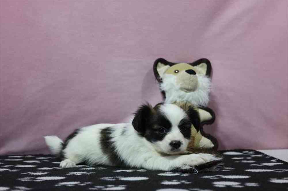 carousel pet images