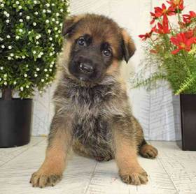 German Shepherd