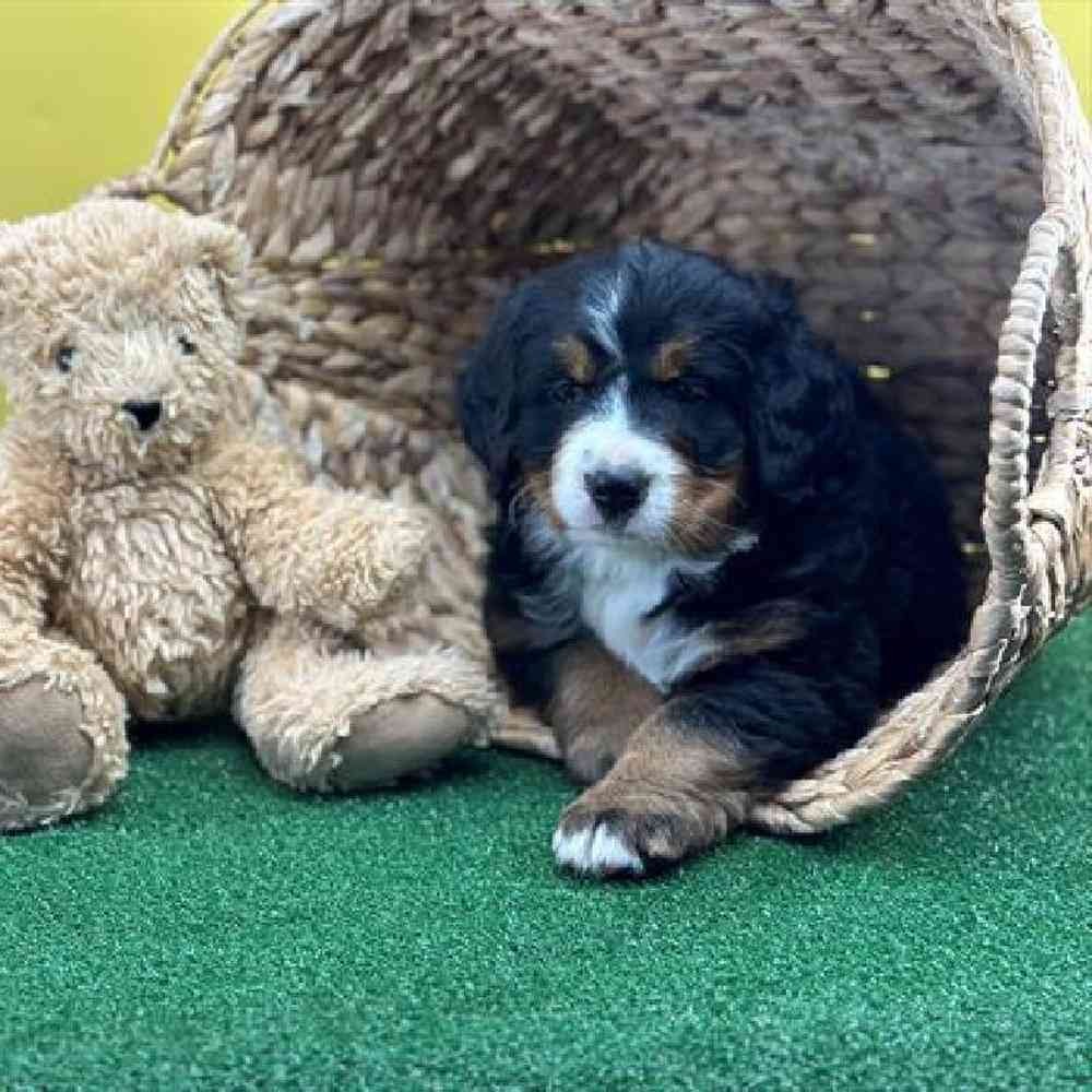carousel pet images