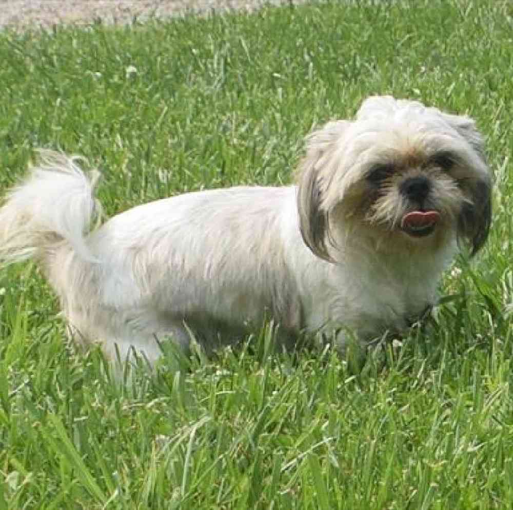 carousel pet images