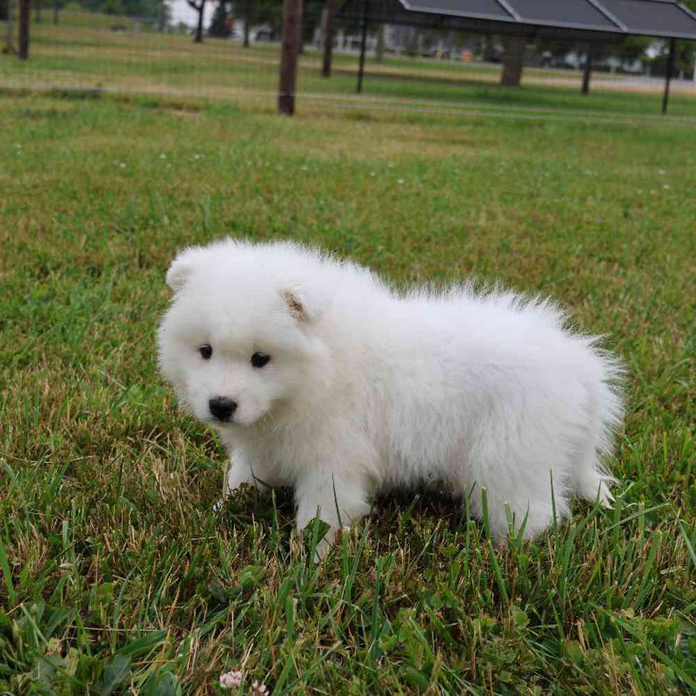 Male Samoyed Puppy for Sale in Millersburg, IN