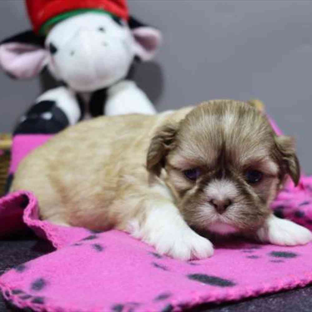carousel pet images