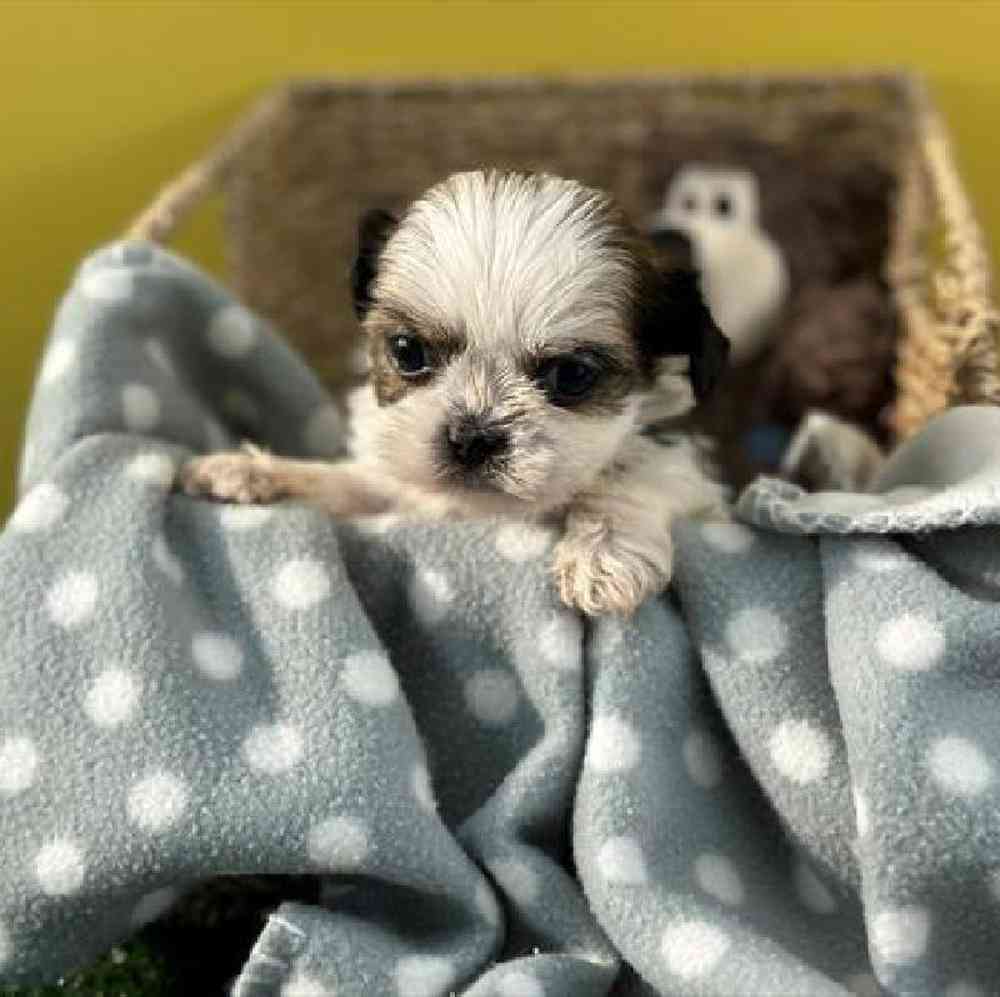 carousel pet images