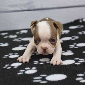 Boston Terrier