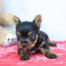 Yorkie