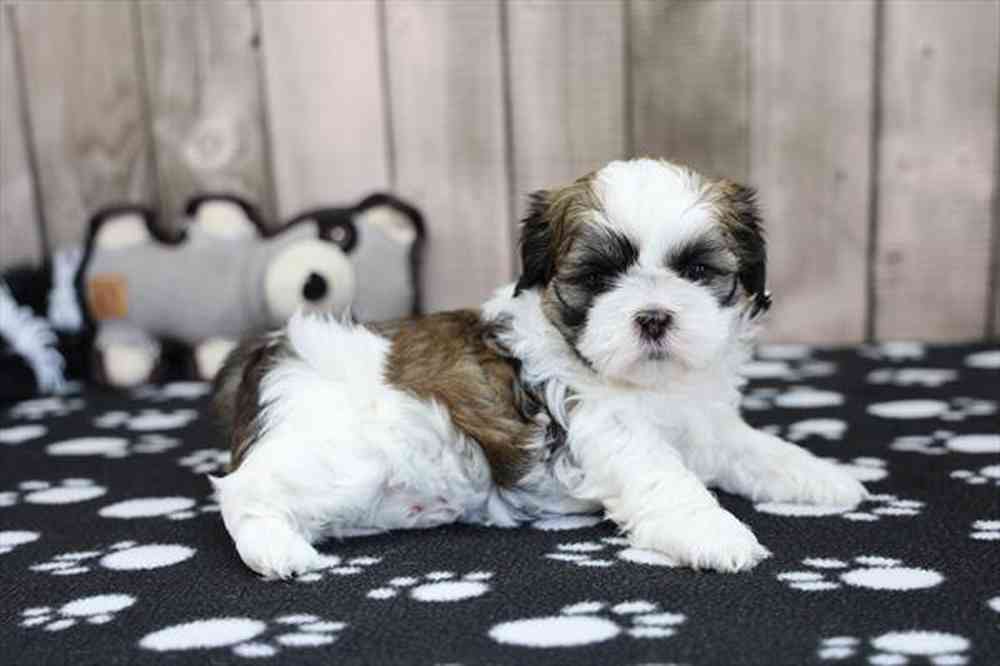 carousel pet images