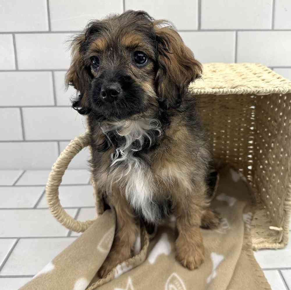 carousel pet images