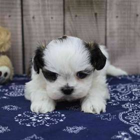 Shih Tzu
