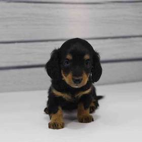 Dachshund