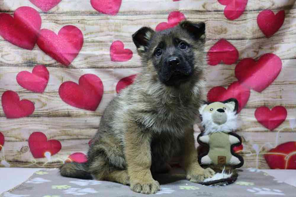 carousel pet images