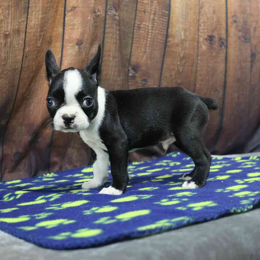 Male Boston Terrier Puppy for Sale in Millersburg, IN