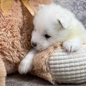 Samoyed
