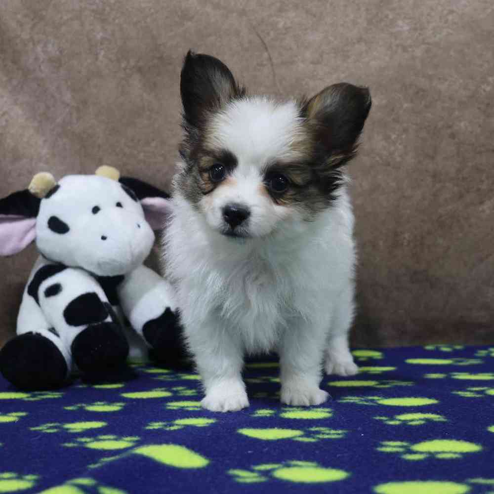 carousel pet images
