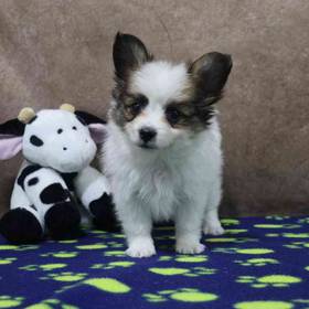 Papillon