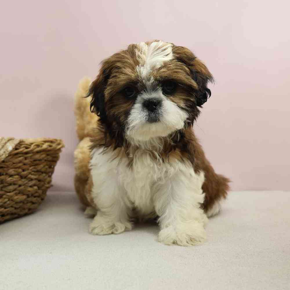 carousel pet images