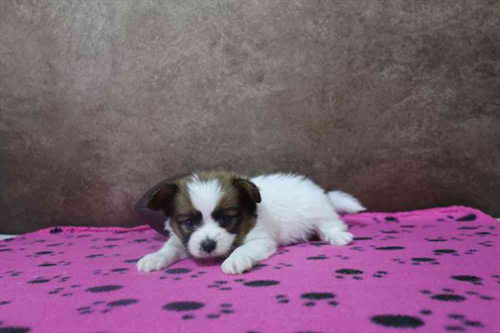 carousel pet images