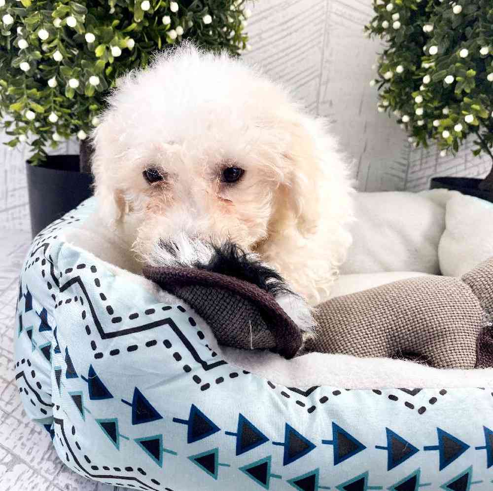 carousel pet images