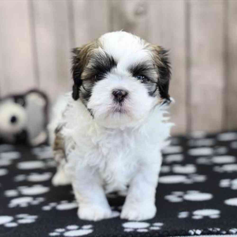 carousel pet images