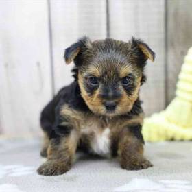 Yorkie