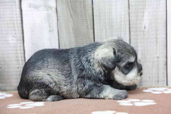 Mini Schnauzer