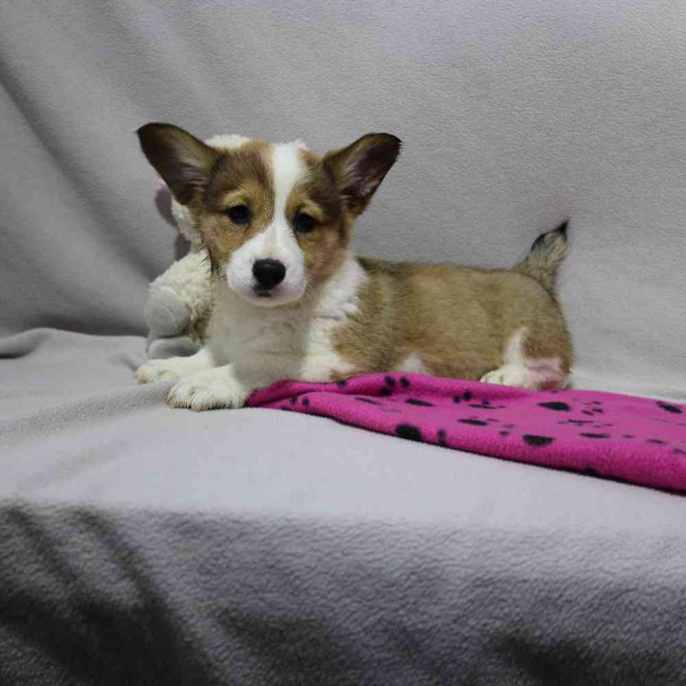 Female Pembroke Welsh Corgi Puppy for Sale in Millersburg, IN