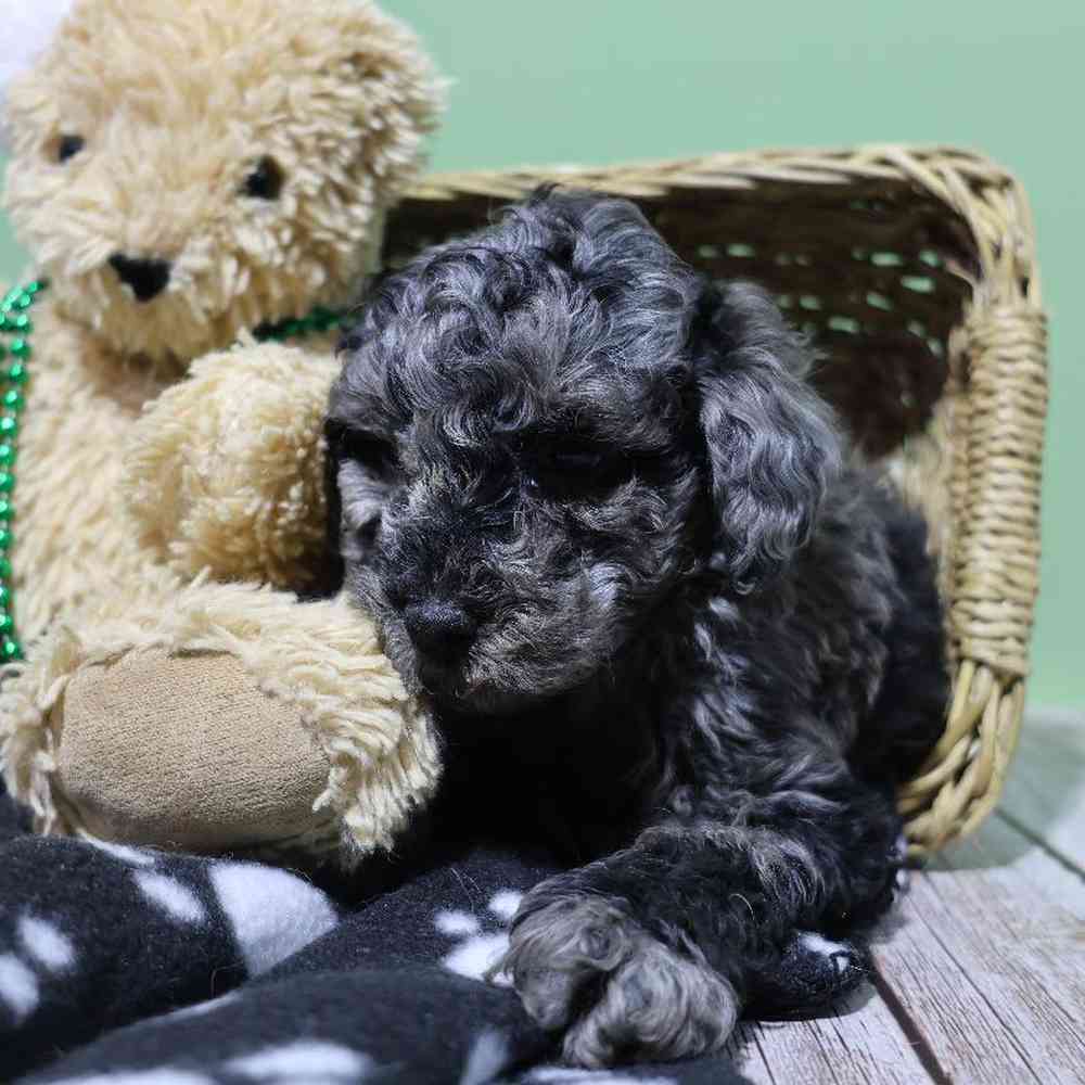 carousel pet images