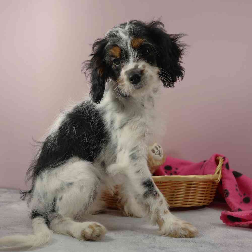 carousel pet images