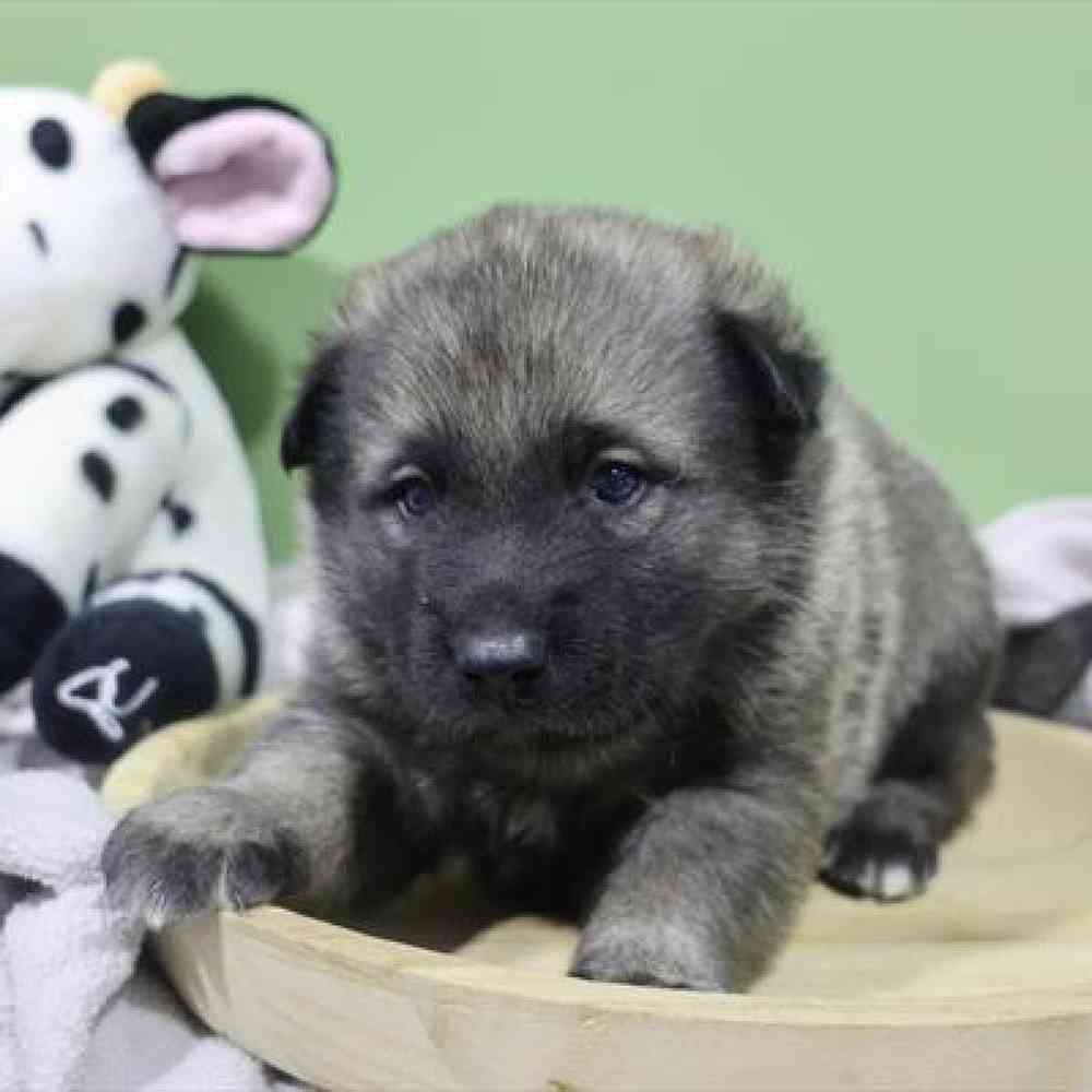 carousel pet images