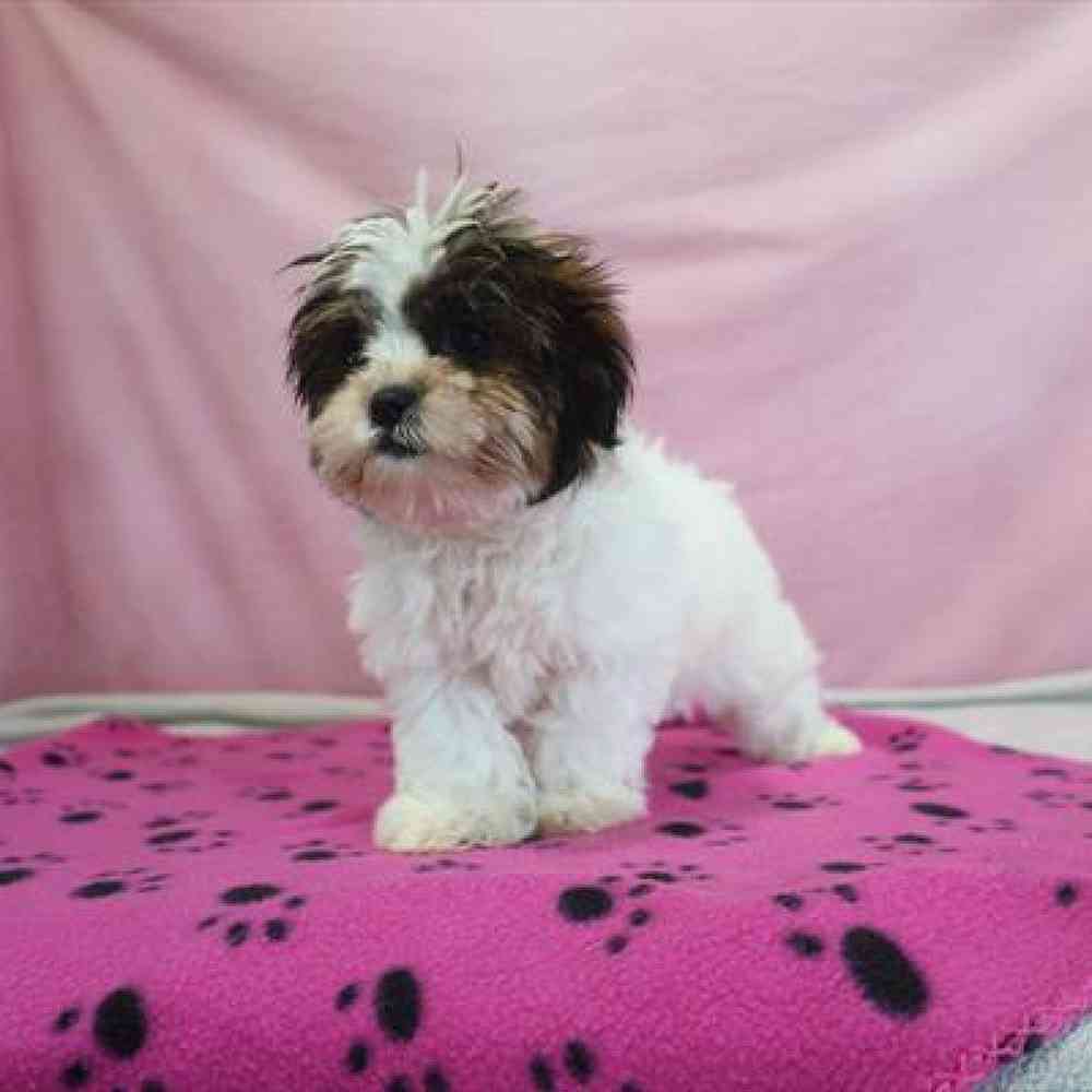 carousel pet images