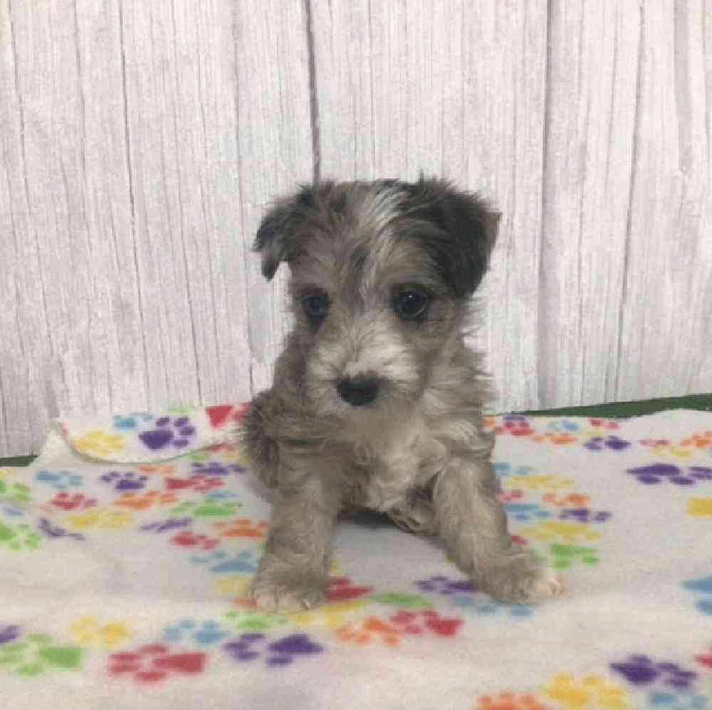 Female Westipoo Puppy for Sale in Millersburg, IN