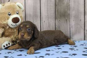 Dachshund
