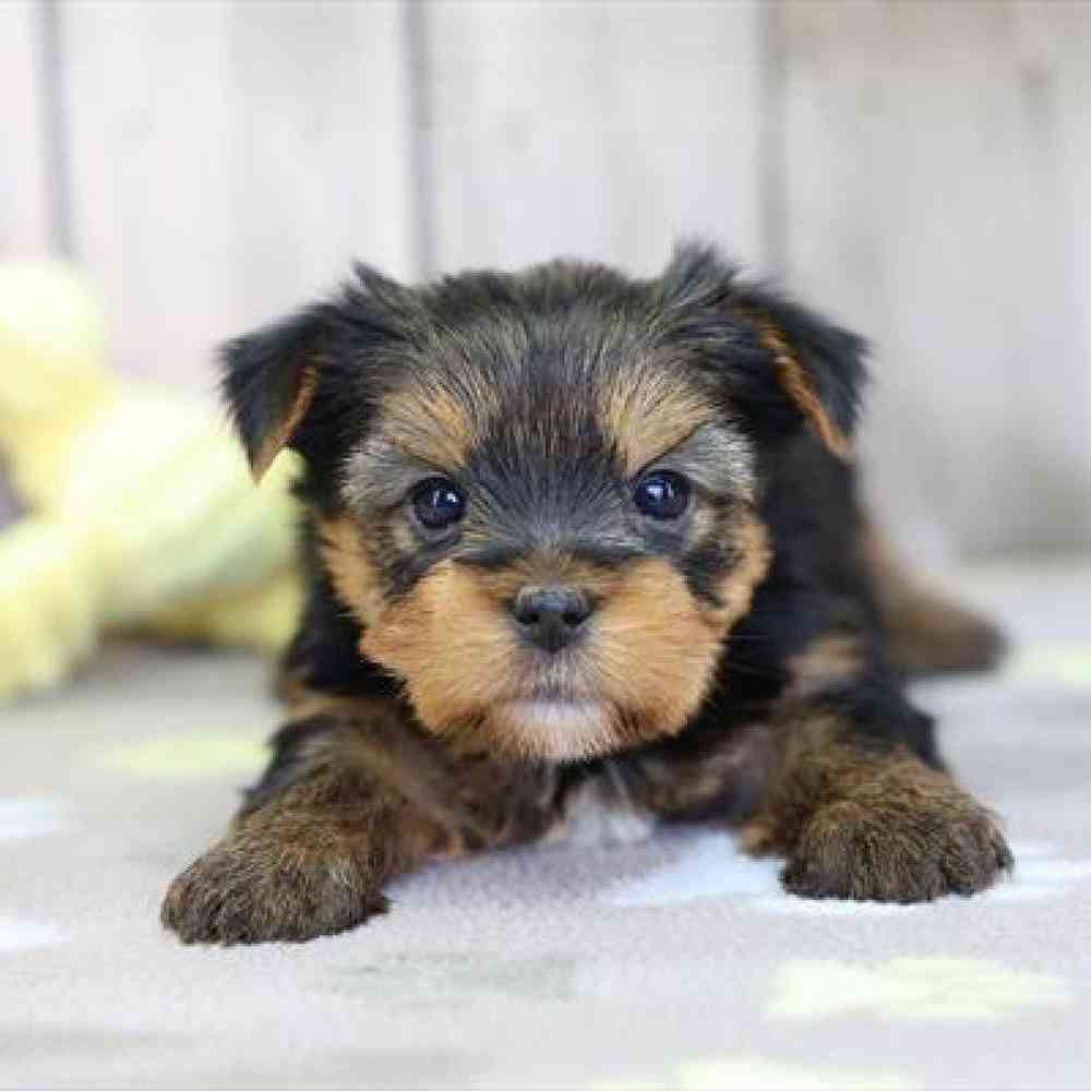 Yorkie Puppy for sale - Heart String Healthy Puppies